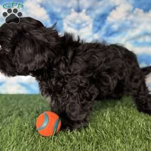 Bronco, Shih-Poo Puppy